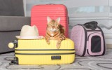 Frontiere più leggere per cani e gatti: ecco come cambiano i viaggi in Europa